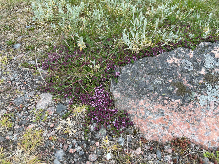 foto Per Rödseth